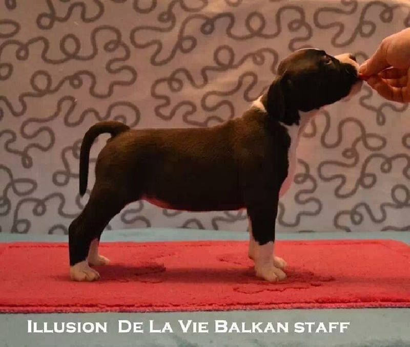 Illusion de la vie balkan staff