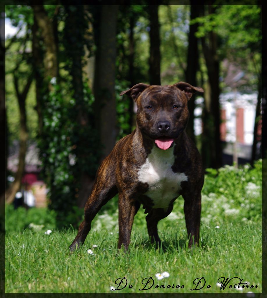 Lexie Of Dakota Black Hills