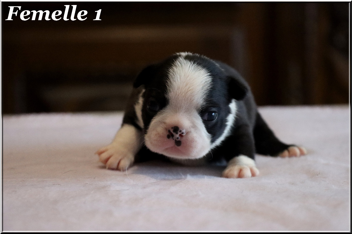 Of Dakota Black Hills - Chiots disponibles - Boston Terrier