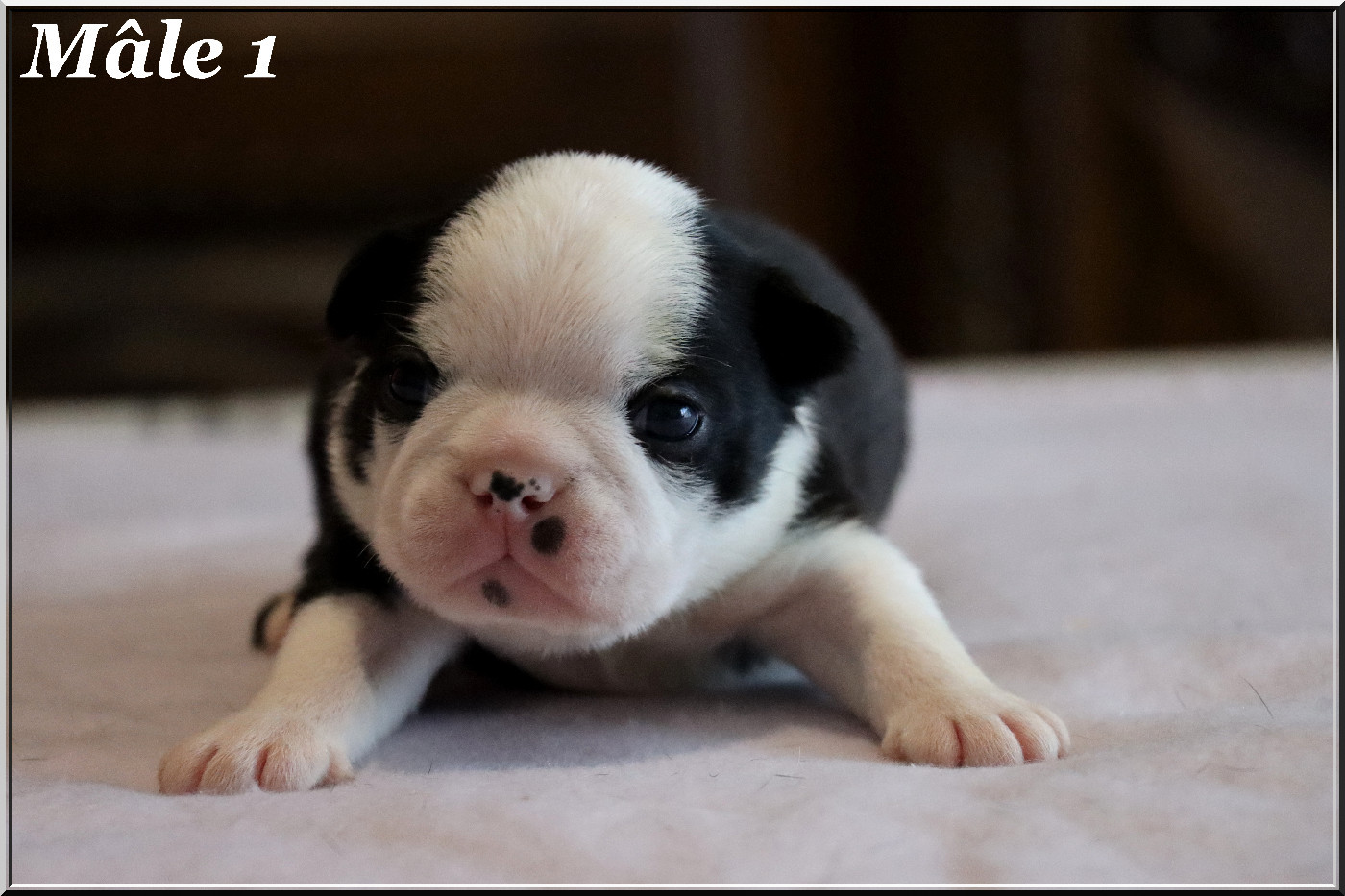 Of Dakota Black Hills - Chiots disponibles - Boston Terrier