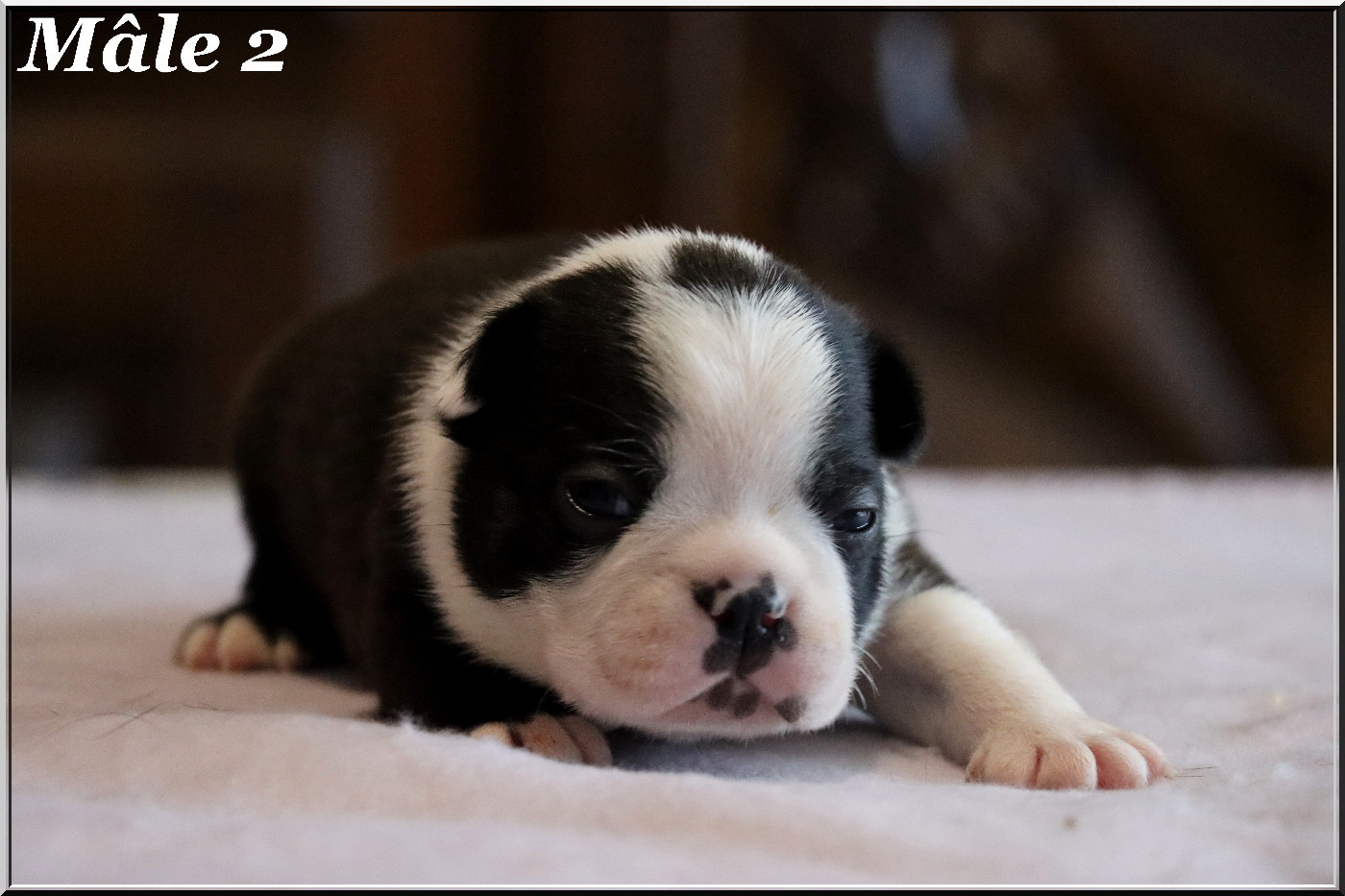 Of Dakota Black Hills - Chiots disponibles - Boston Terrier