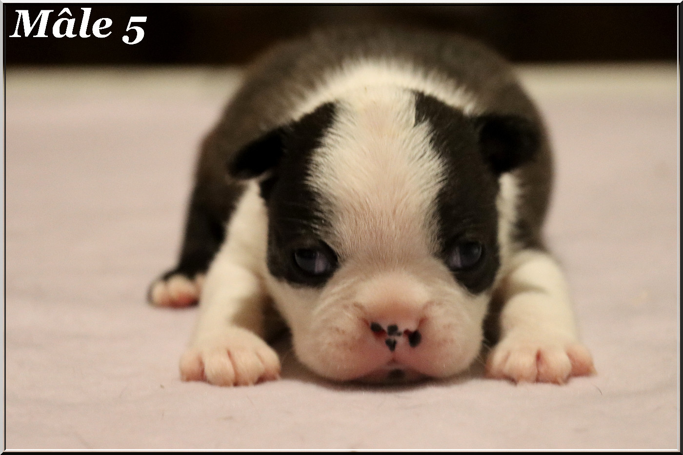 Of Dakota Black Hills - Chiots disponibles - Boston Terrier