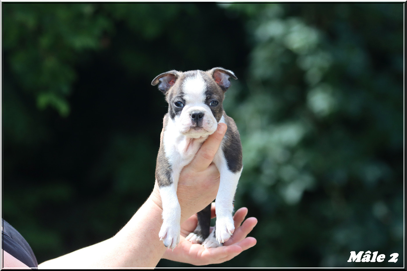 Of Dakota Black Hills - Chiots disponibles - Boston Terrier