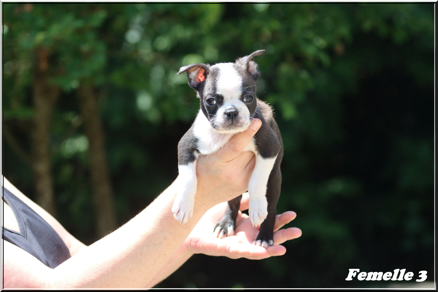 Of Dakota Black Hills - Chiots disponibles - Boston Terrier