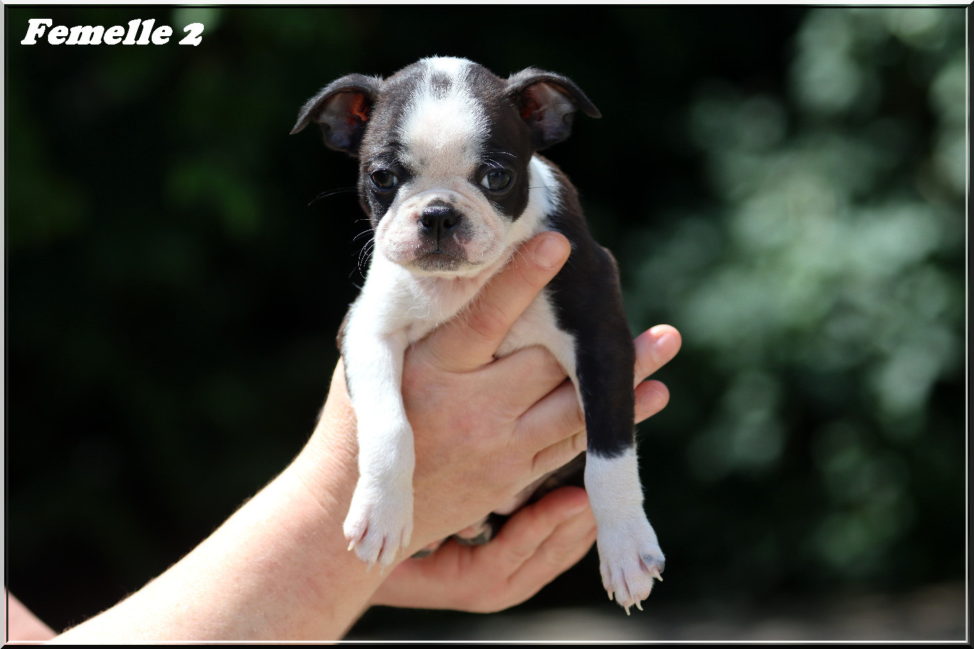 Of Dakota Black Hills - Chiots disponibles - Boston Terrier
