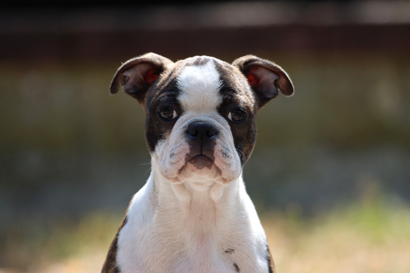 Of Dakota Black Hills - Chiots disponibles - Boston Terrier