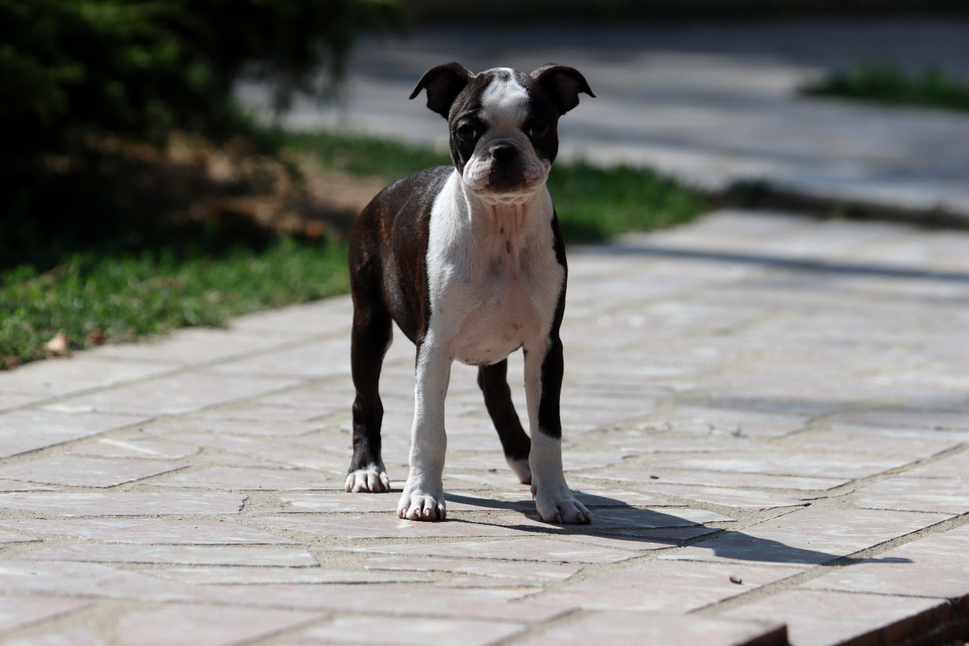 Of Dakota Black Hills - Chiots disponibles - Boston Terrier