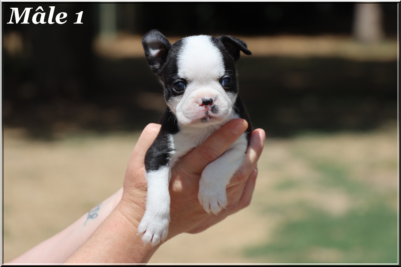 Of Dakota Black Hills - Chiots disponibles - Boston Terrier