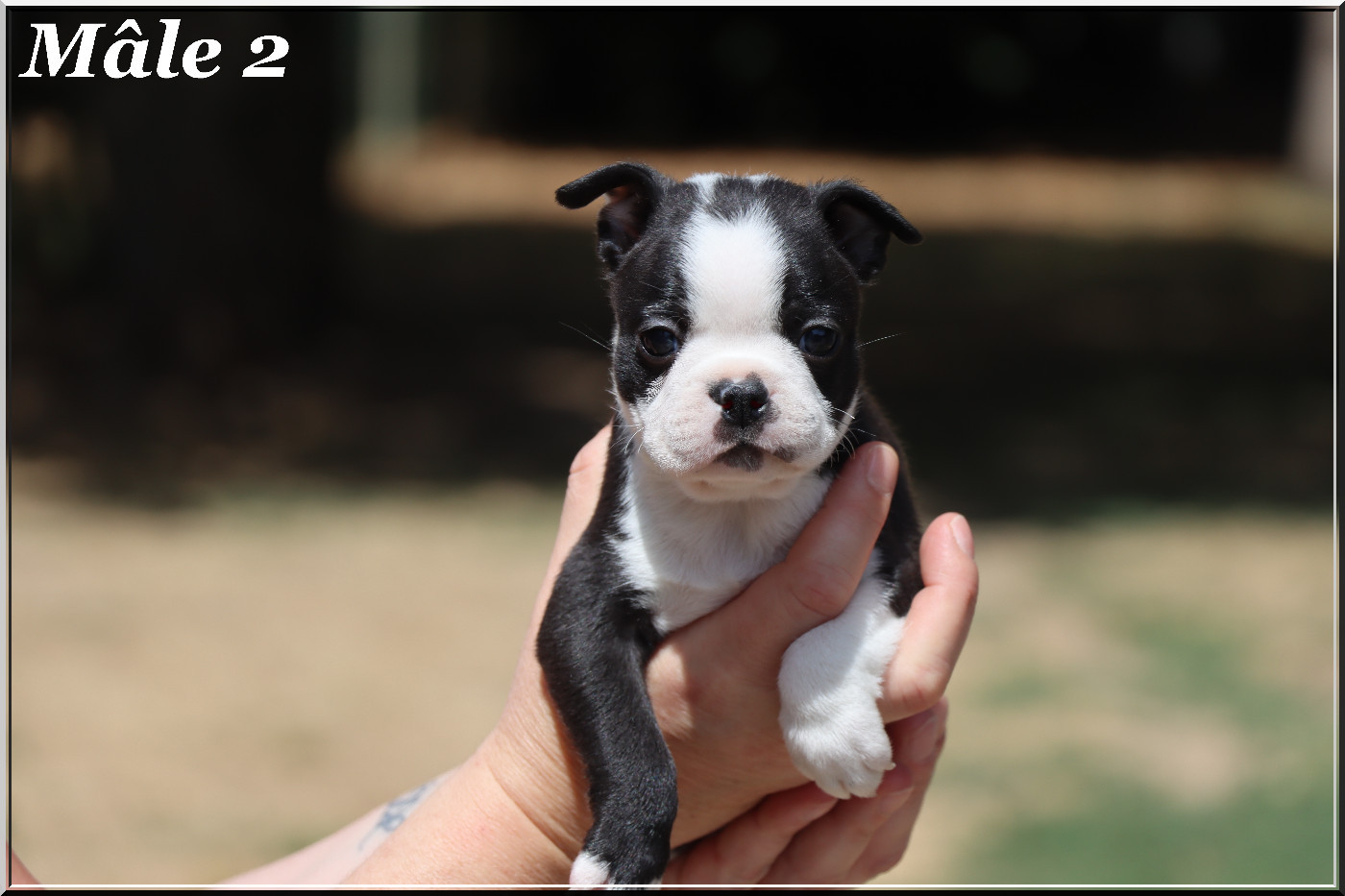 Of Dakota Black Hills - Chiots disponibles - Boston Terrier