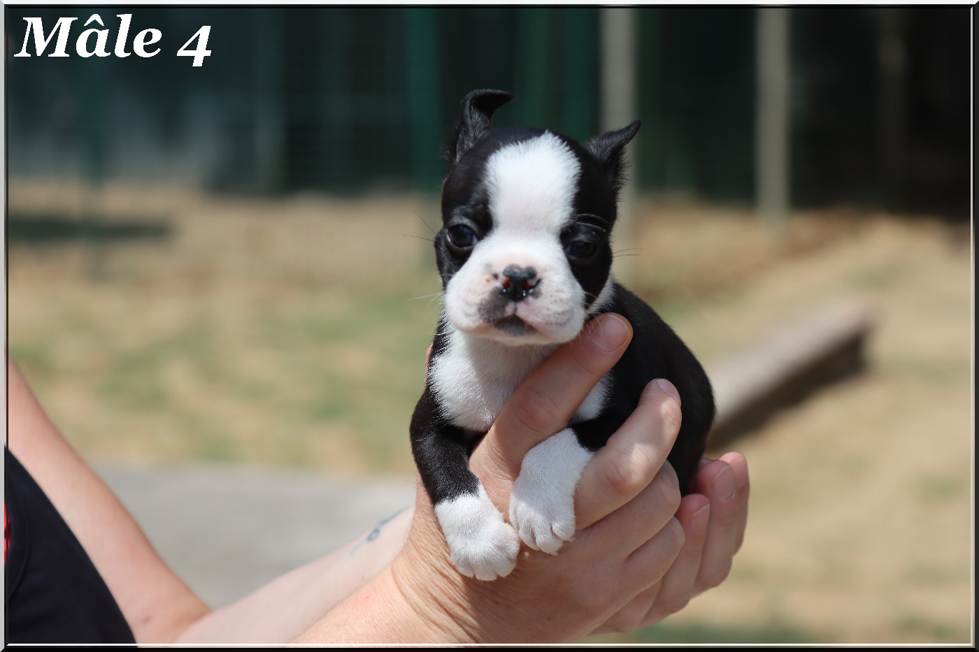 Of Dakota Black Hills - Chiots disponibles - Boston Terrier