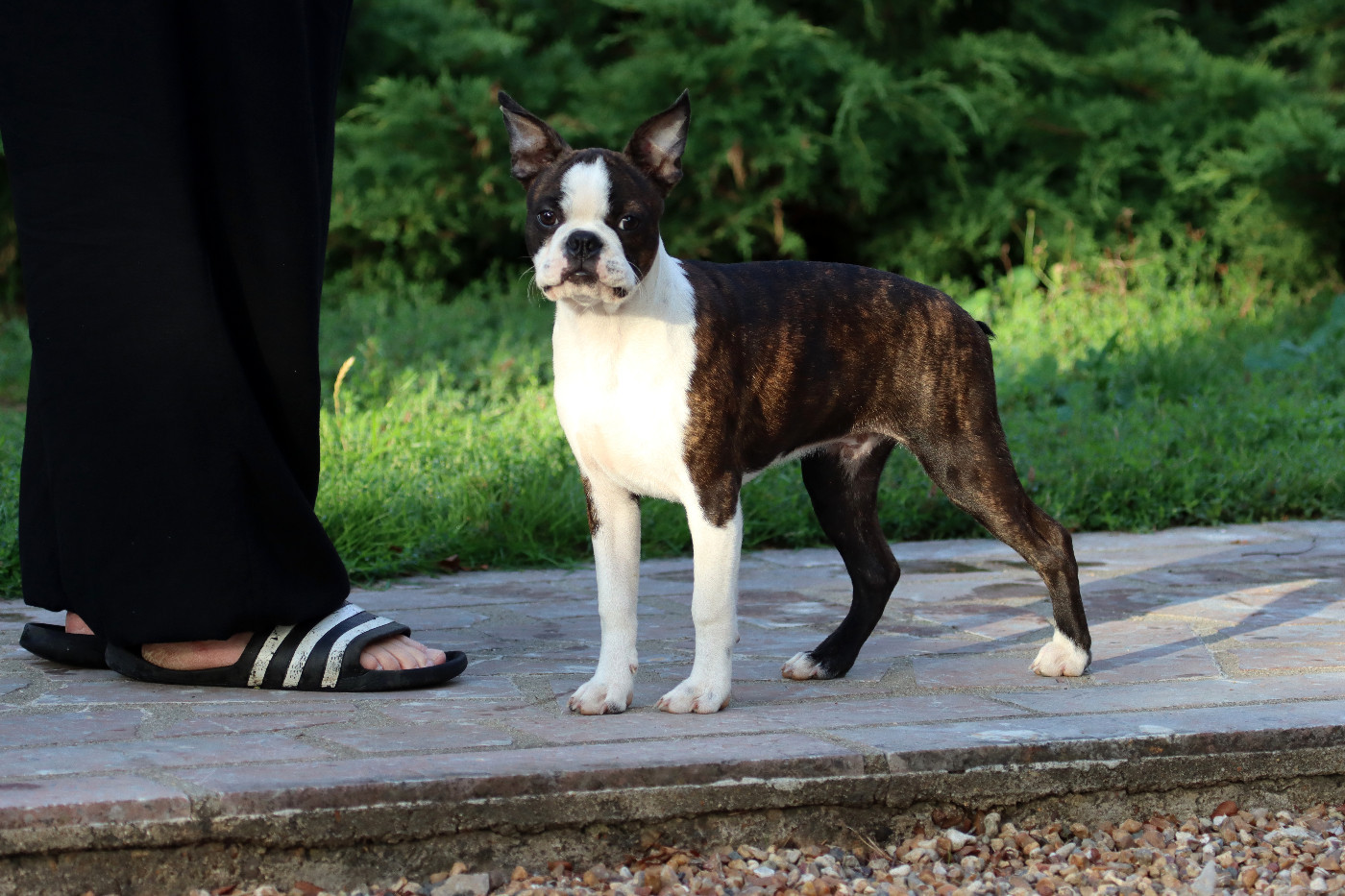 Of Dakota Black Hills - Chiots disponibles - Boston Terrier
