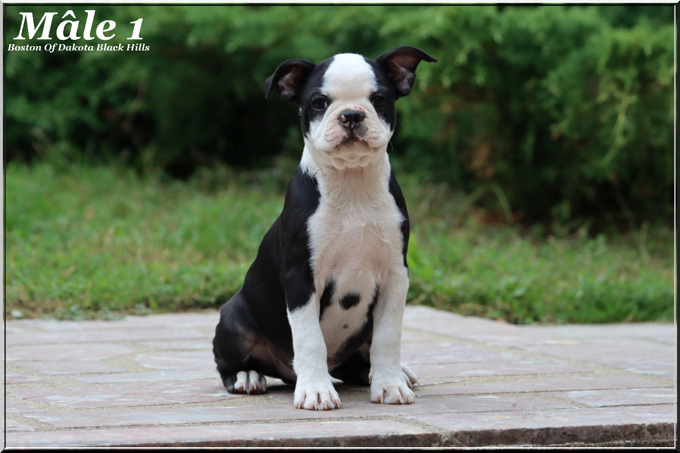 Of Dakota Black Hills - Chiots disponibles - Boston Terrier