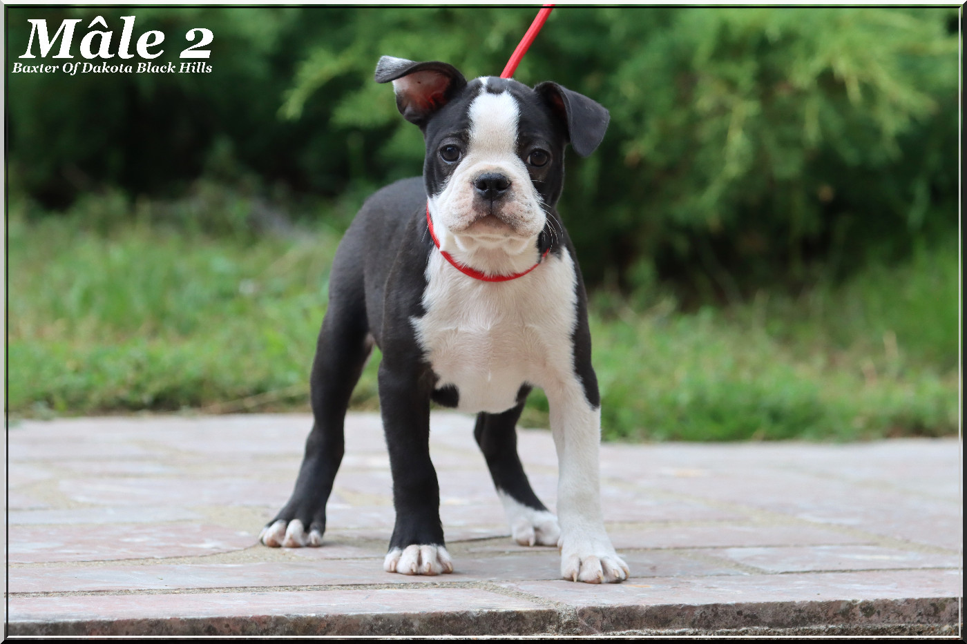 Of Dakota Black Hills - Chiots disponibles - Boston Terrier
