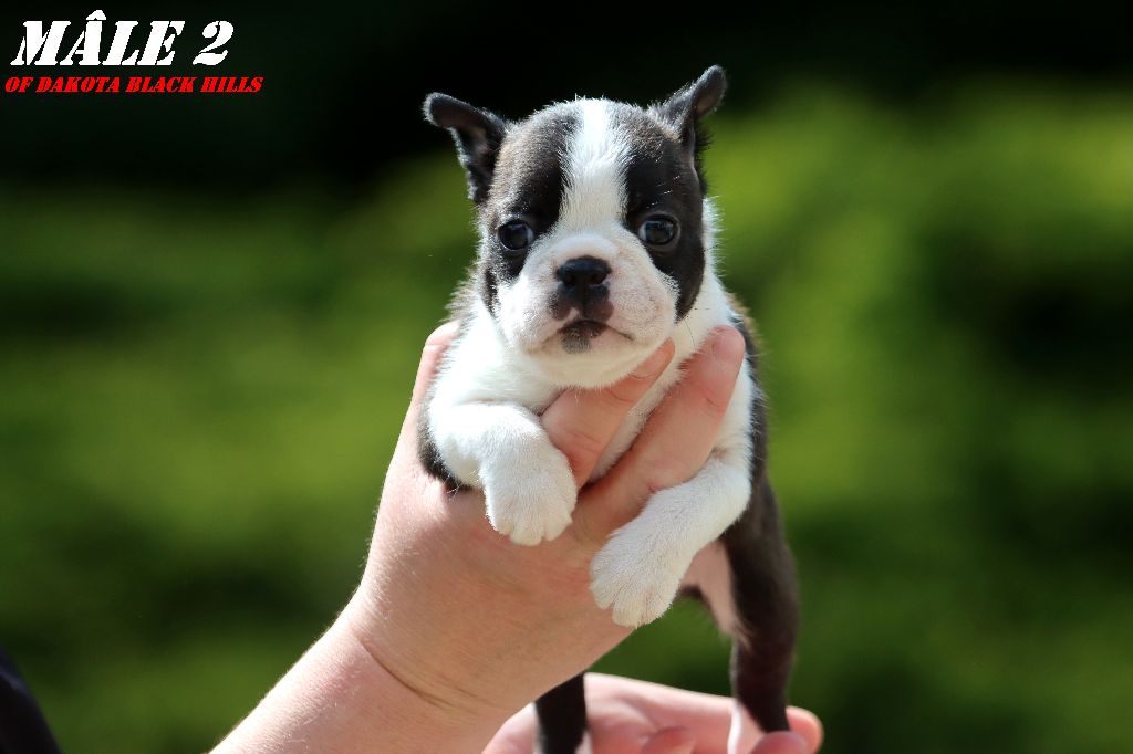Of Dakota Black Hills - Chiots disponibles - Boston Terrier