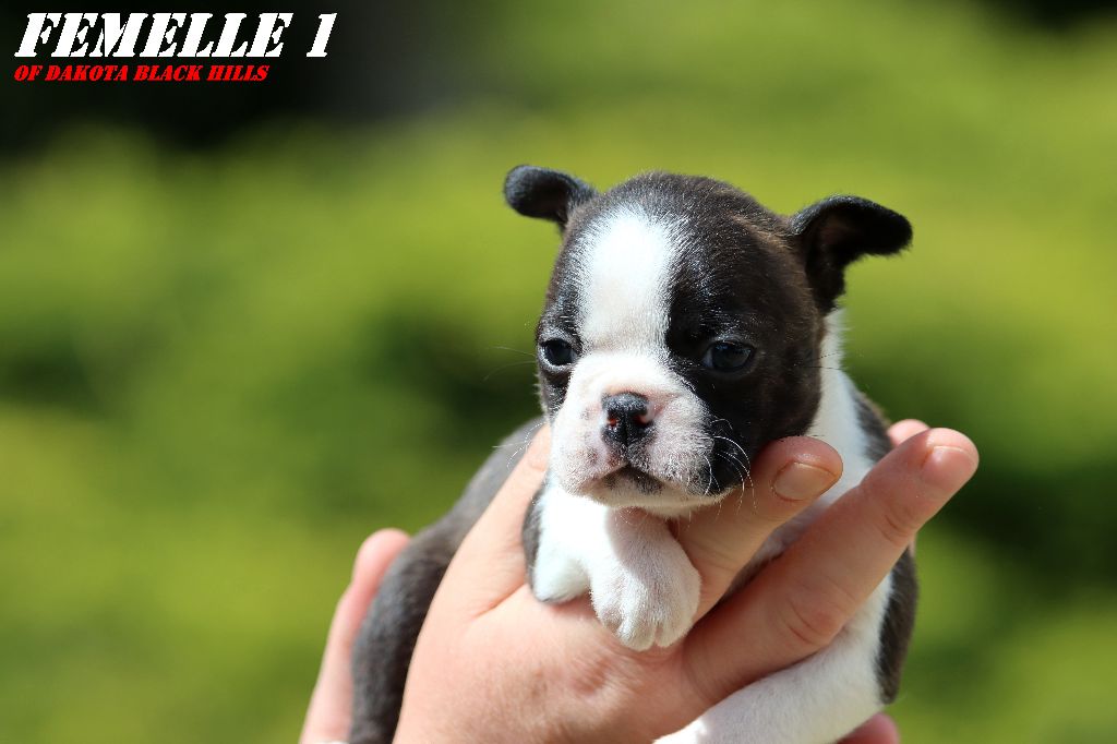 Of Dakota Black Hills - Chiots disponibles - Boston Terrier