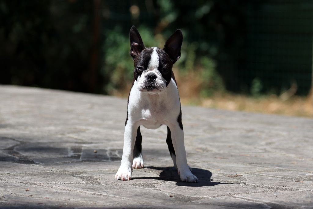 Of Dakota Black Hills - Chiots disponibles - Boston Terrier