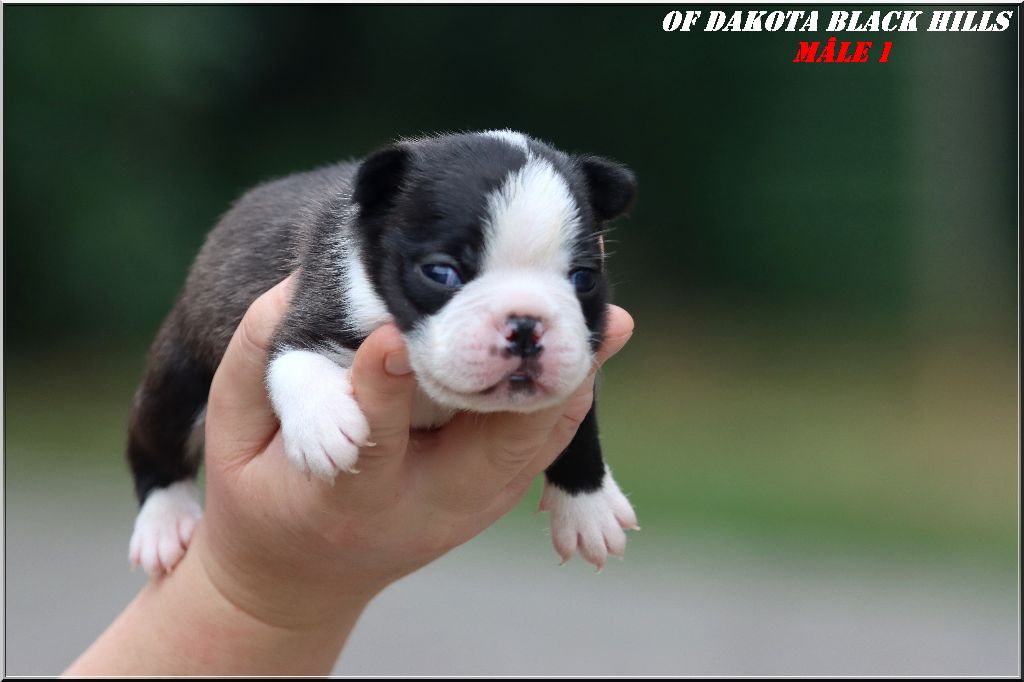 Of Dakota Black Hills - Chiots disponibles - Boston Terrier