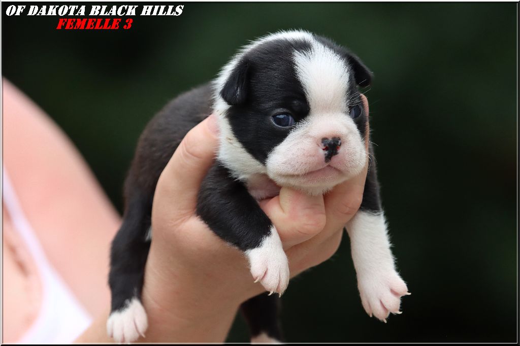 Of Dakota Black Hills - Chiots disponibles - Boston Terrier