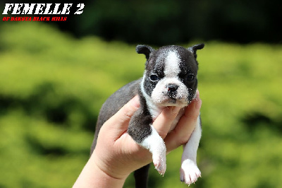 CHIOT 5