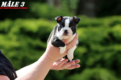 CHIOT 3