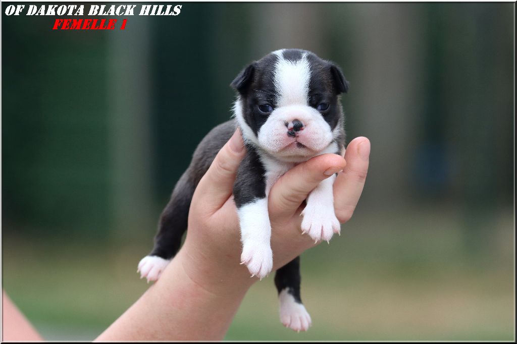 Of Dakota Black Hills - Chiots disponibles - Boston Terrier