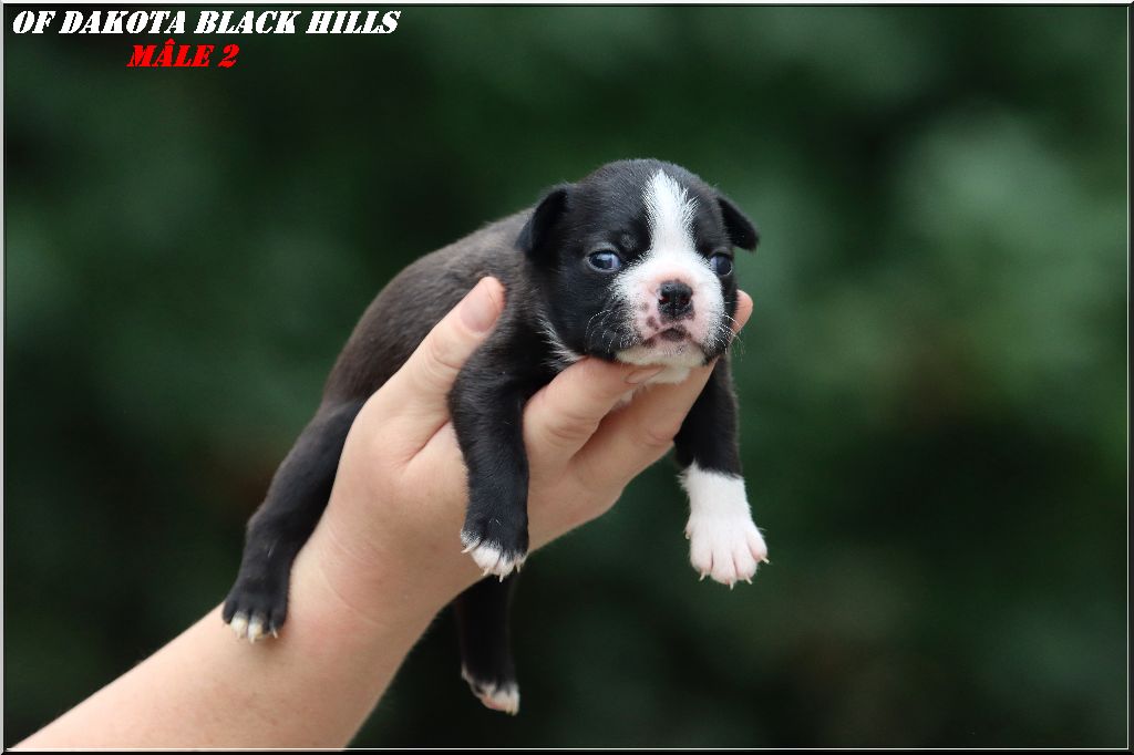 Of Dakota Black Hills - Chiots disponibles - Boston Terrier